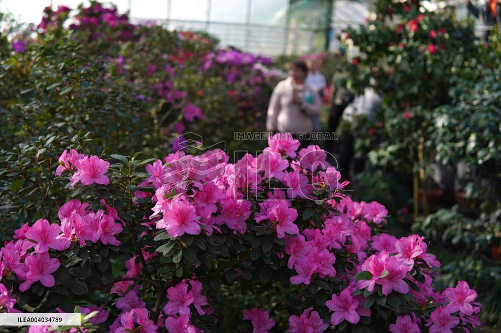 Azaleas and camellias bloom in Kyivs Hryshko Botanical Garden