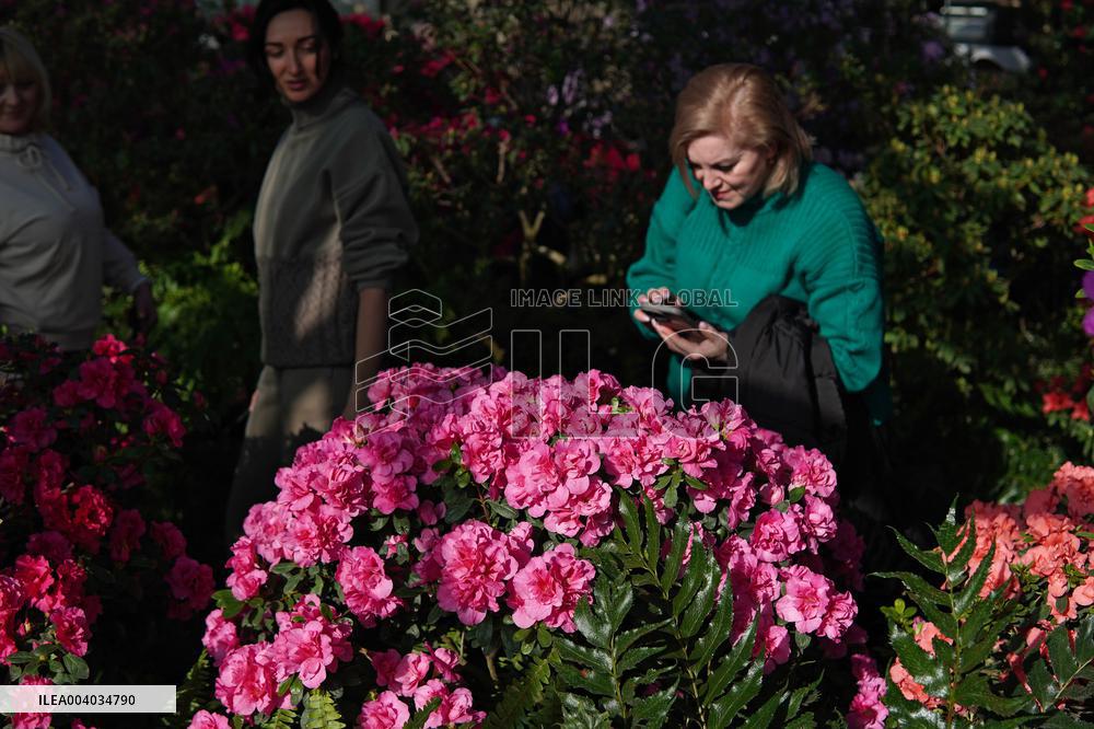Azaleas and camellias bloom in Kyivs Hryshko Botanical Garden