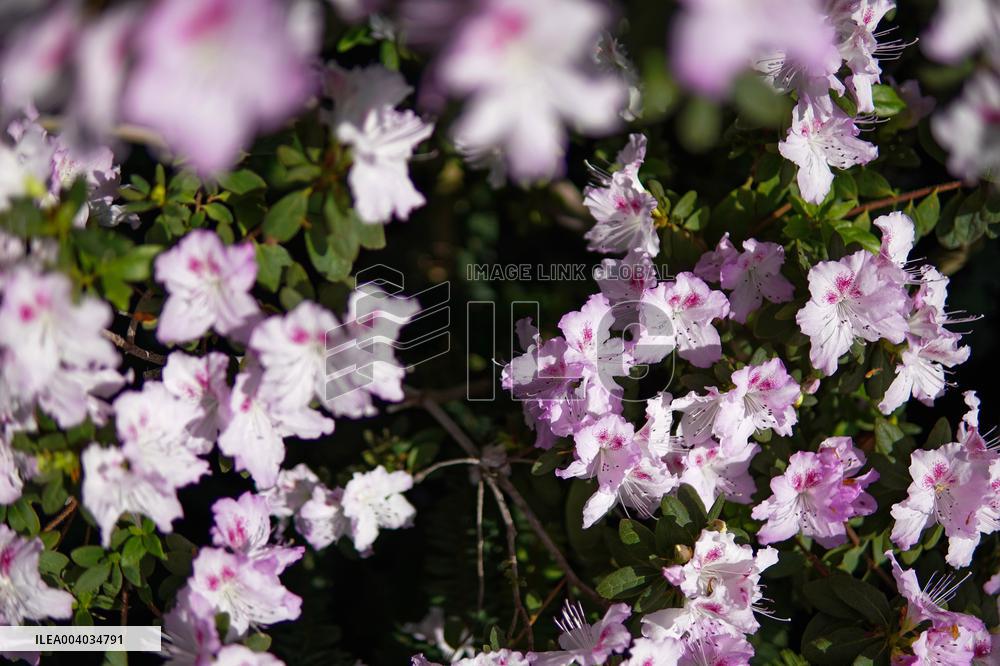 Azaleas and camellias bloom in Kyivs Hryshko Botanical Garden
