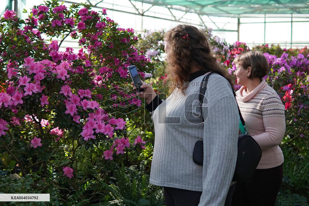 Azaleas and camellias bloom in Kyivs Hryshko Botanical Garden
