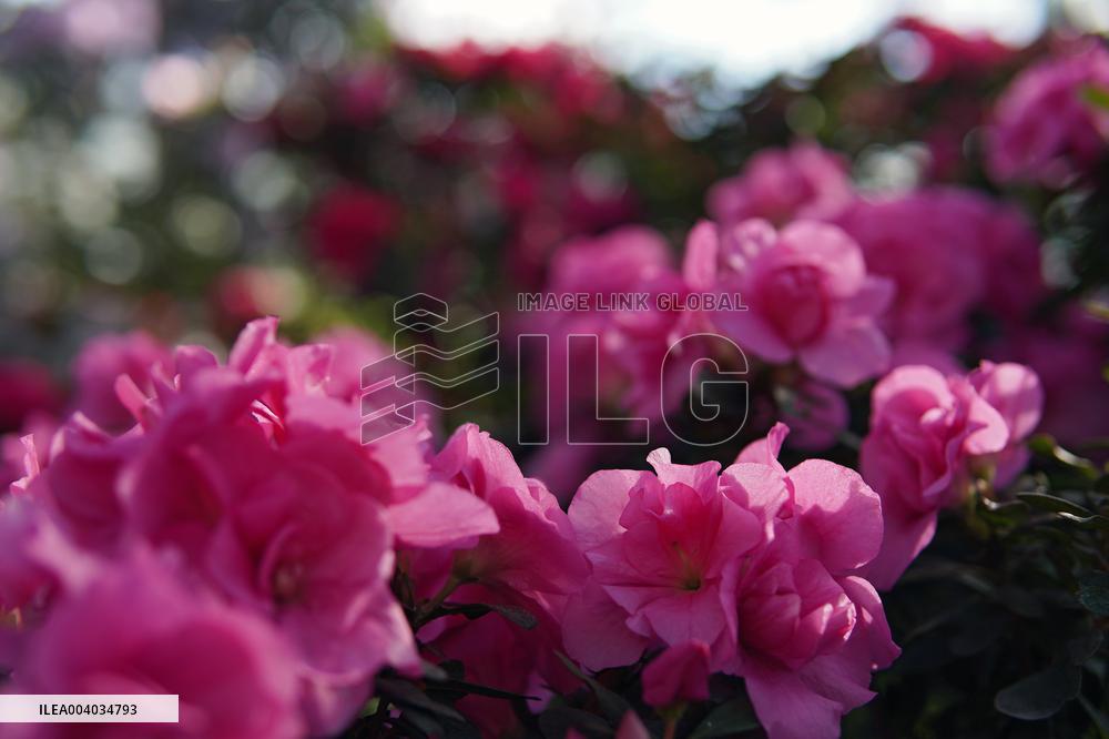 Azaleas and camellias bloom in Kyivs Hryshko Botanical Garden