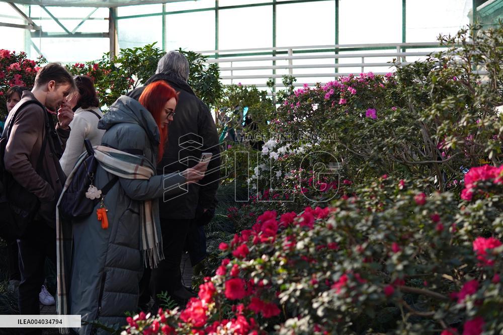 Azaleas and camellias bloom in Kyivs Hryshko Botanical Garden