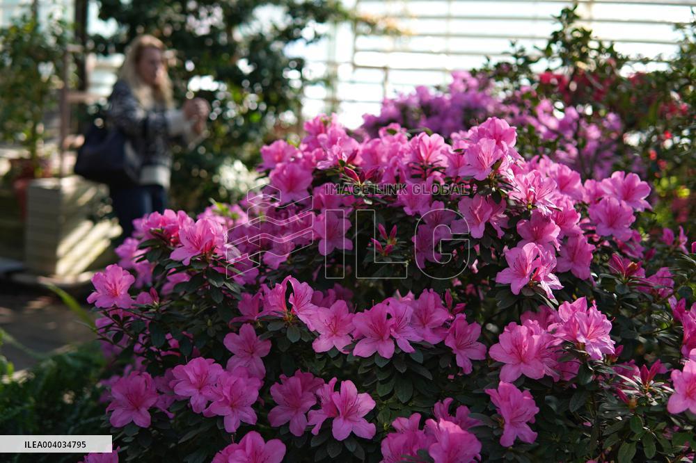 Azaleas and camellias bloom in Kyivs Hryshko Botanical Garden