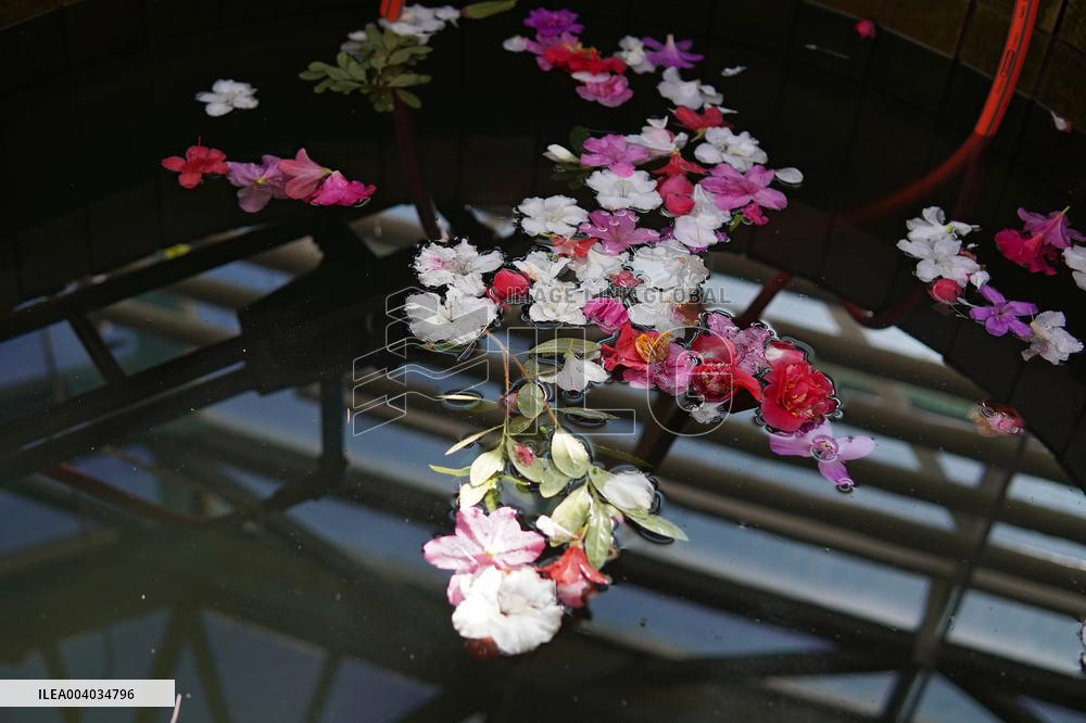 Azaleas and camellias bloom in Kyivs Hryshko Botanical Garden