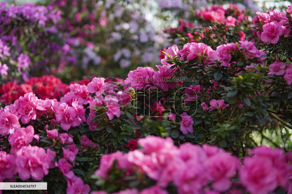 Azaleas and camellias bloom in Kyivs Hryshko Botanical Garden