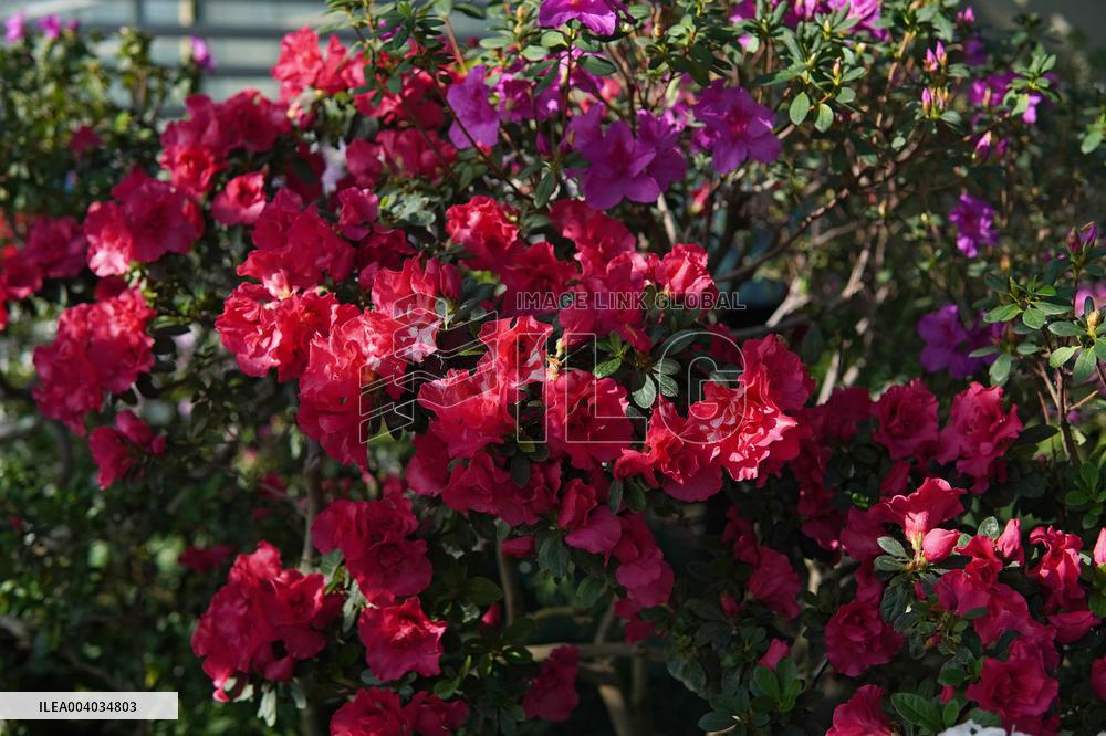 Azaleas and camellias bloom in Kyivs Hryshko Botanical Garden