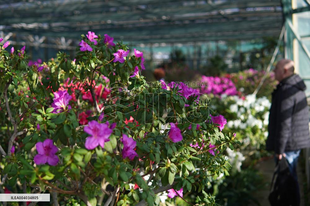 Azaleas and camellias bloom in Kyivs Hryshko Botanical Garden