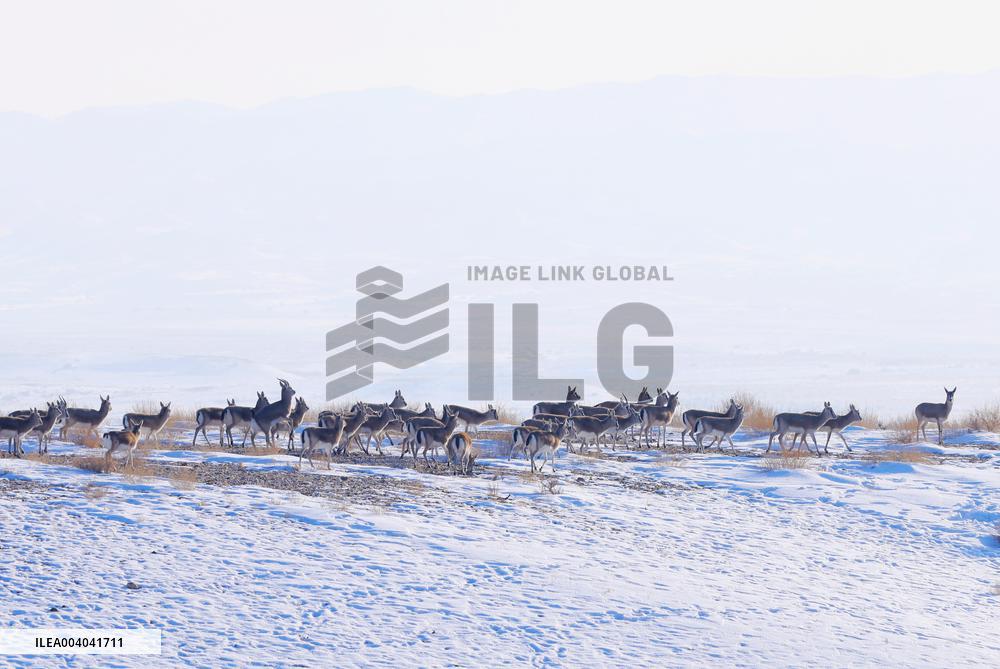 Gazella Subgutturosa