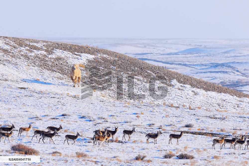 Gazella Subgutturosa