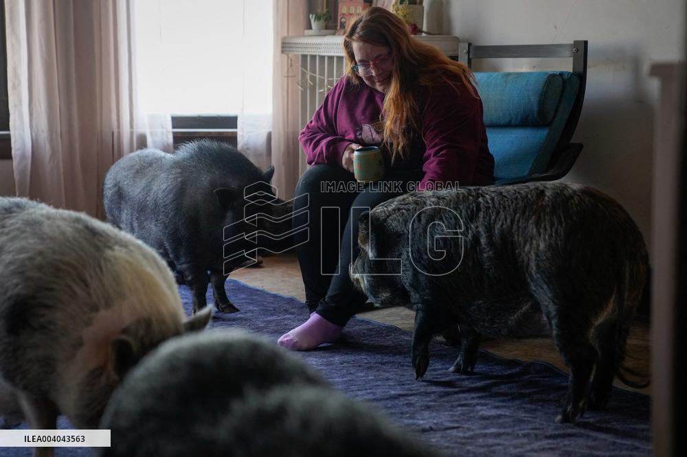 A Woman Lives with Pigs She Saved - Illinois