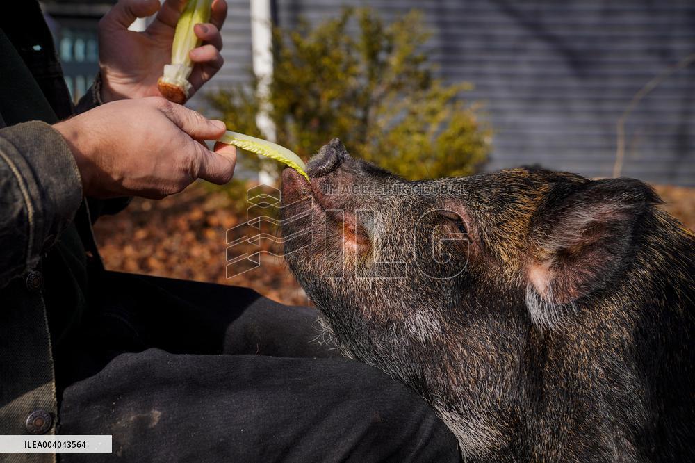 A Woman Lives with Pigs She Saved - Illinois
