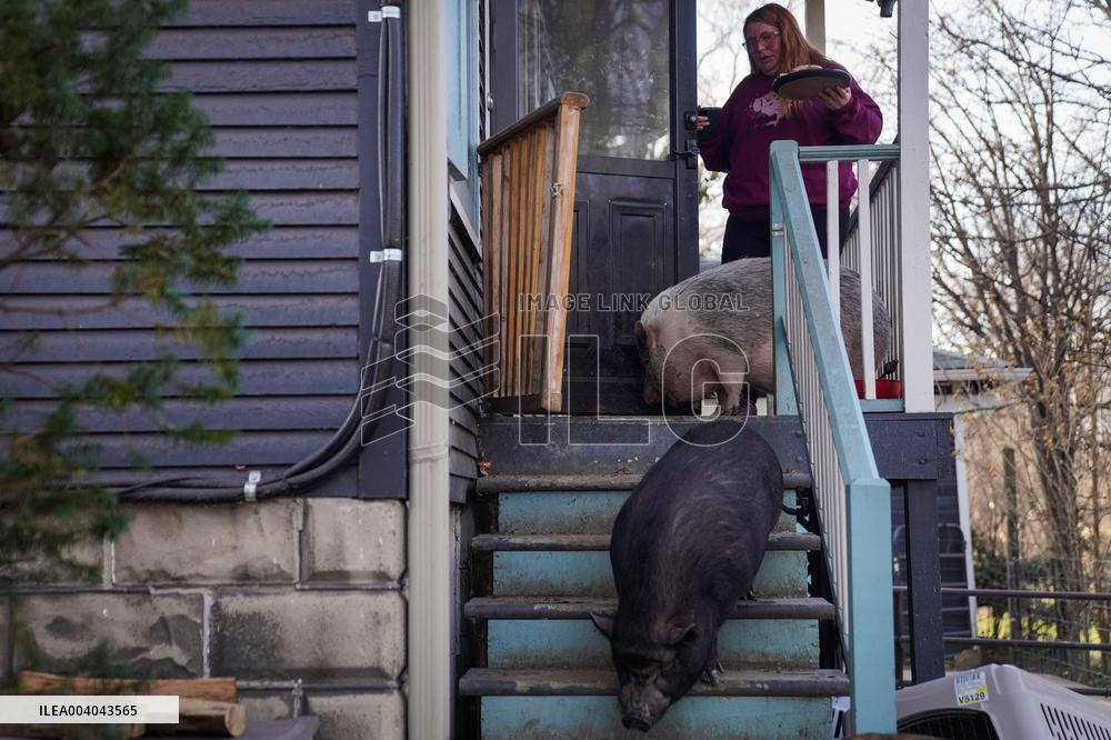A Woman Lives with Pigs She Saved - Illinois