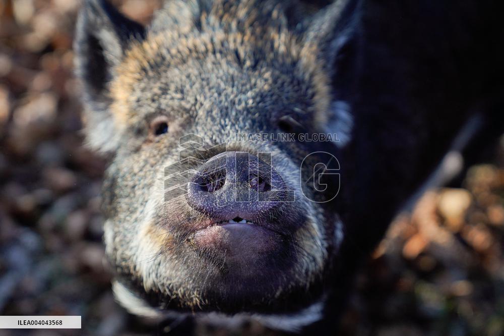 A Woman Lives with Pigs She Saved - Illinois