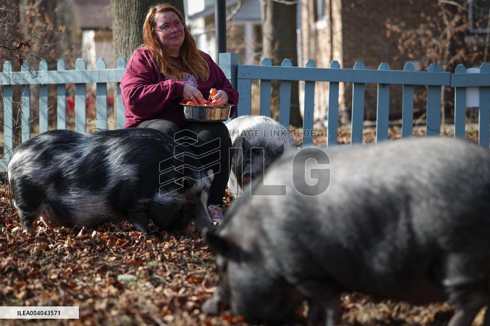 A Woman Lives with Pigs She Saved - Illinois