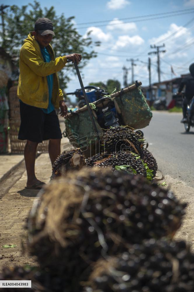Elaeis guineensis from the Silk Road