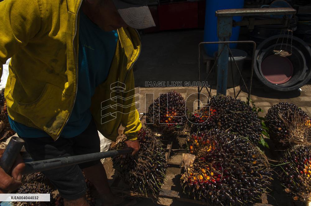 Elaeis guineensis from the Silk Road