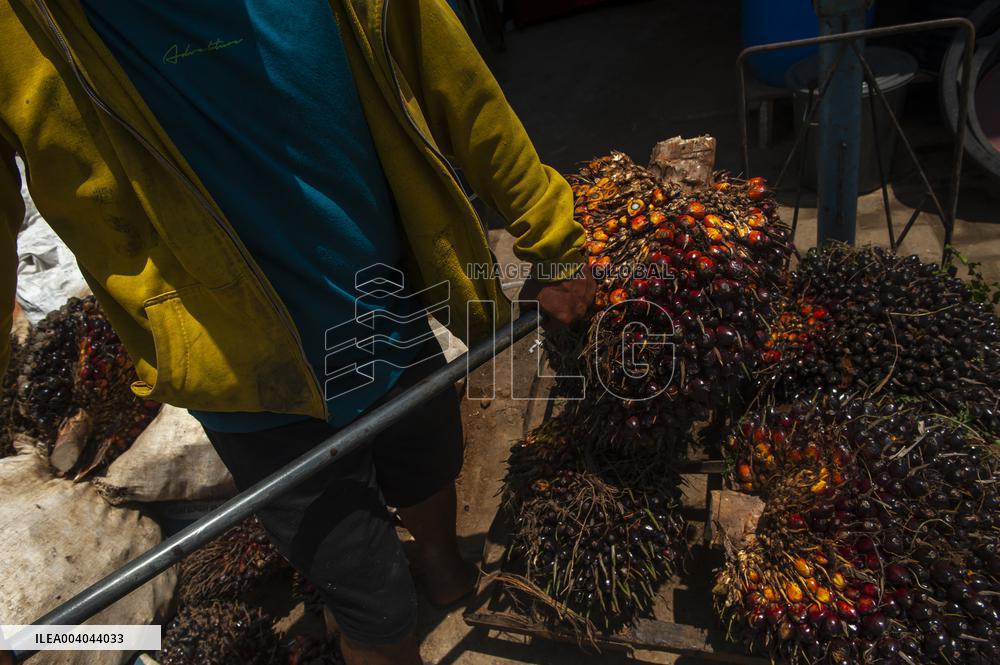 Elaeis guineensis from the Silk Road