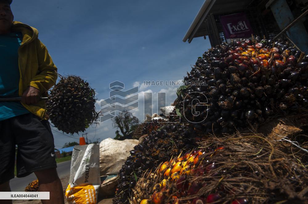 Elaeis guineensis from the Silk Road