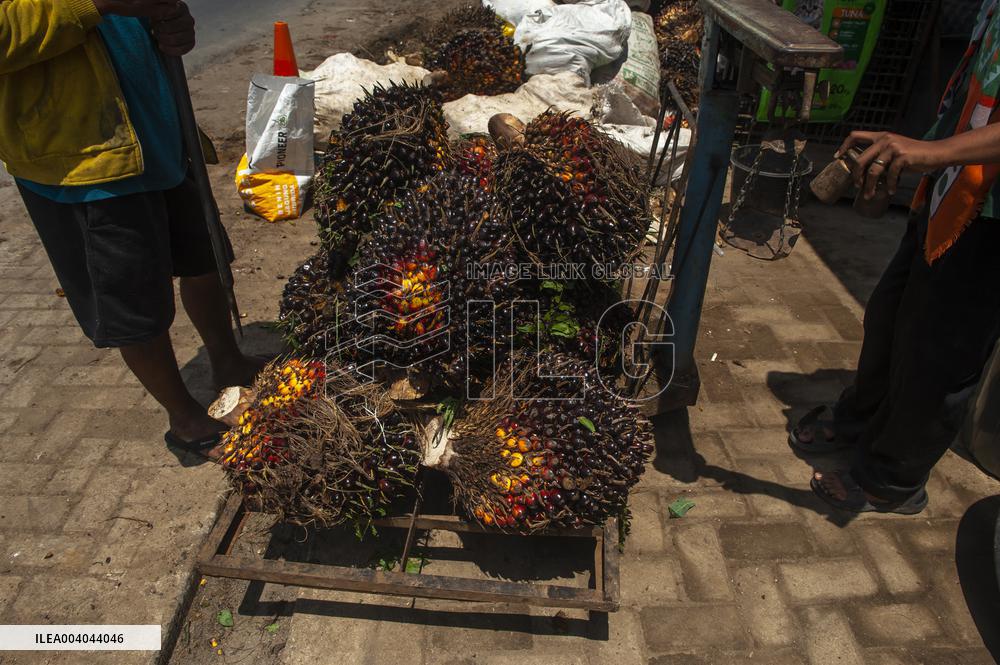 Elaeis guineensis from the Silk Road