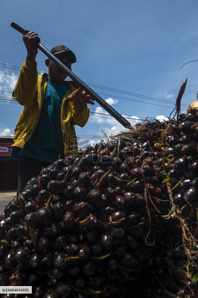 Elaeis guineensis from the Silk Road