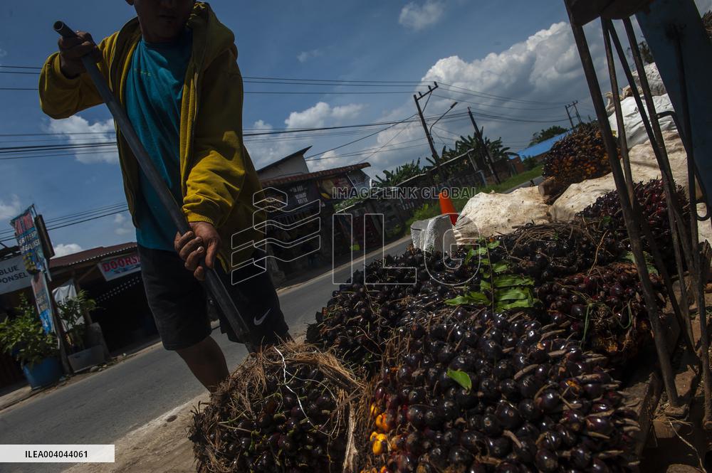 Elaeis guineensis from the Silk Road