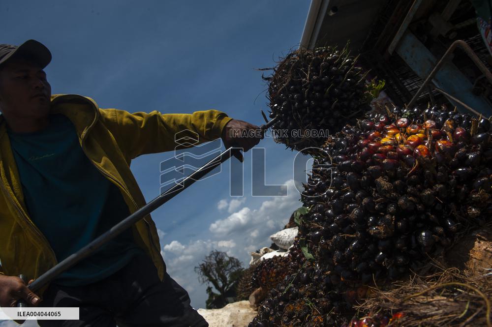 Elaeis guineensis from the Silk Road