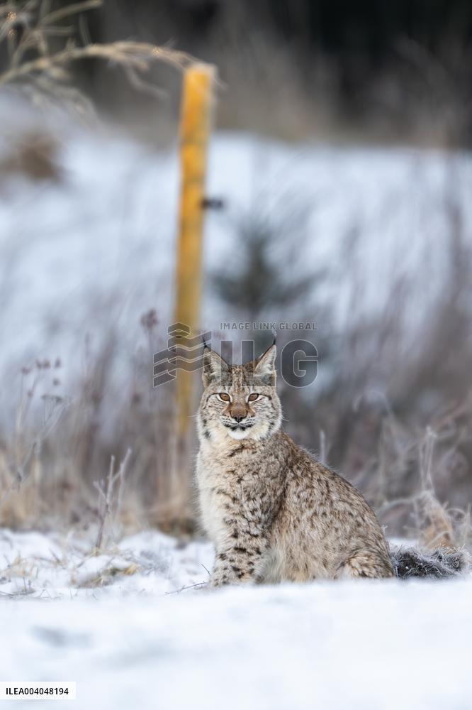 LYNX