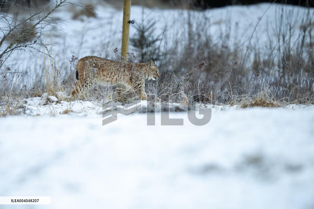 LYNX