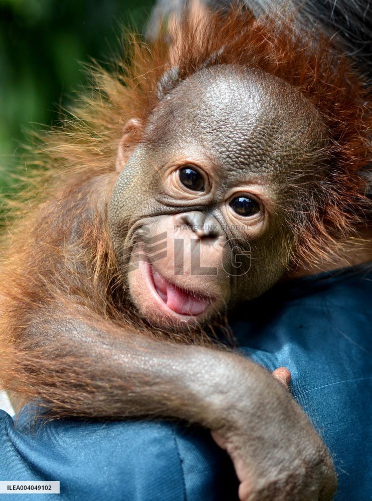 Nature Baby Orangutan - Java