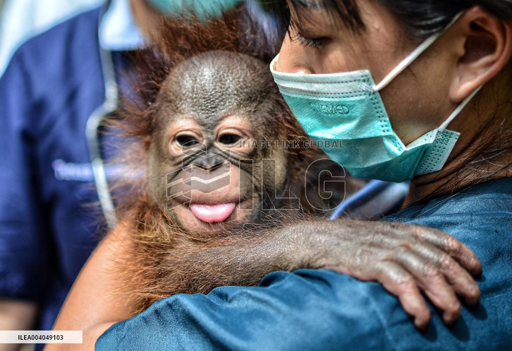 Nature Baby Orangutan - Java