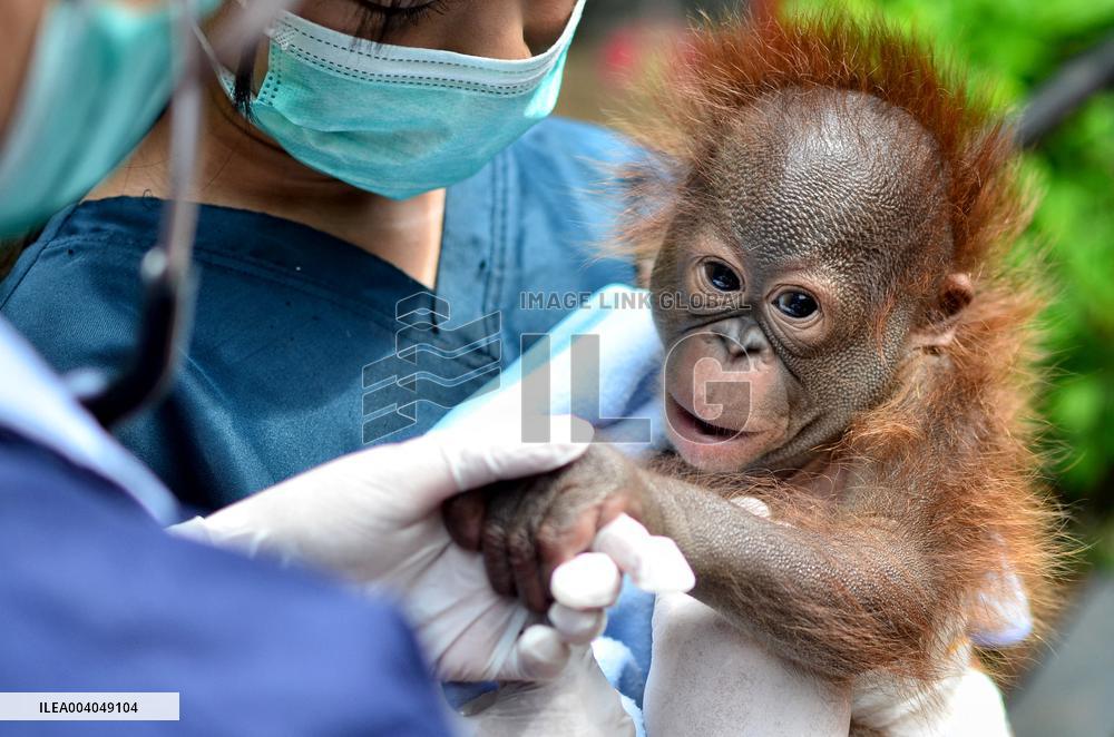 Nature Baby Orangutan - Java
