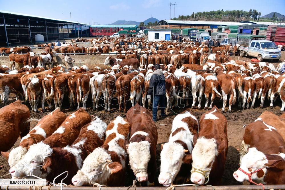 Livestock Market - China