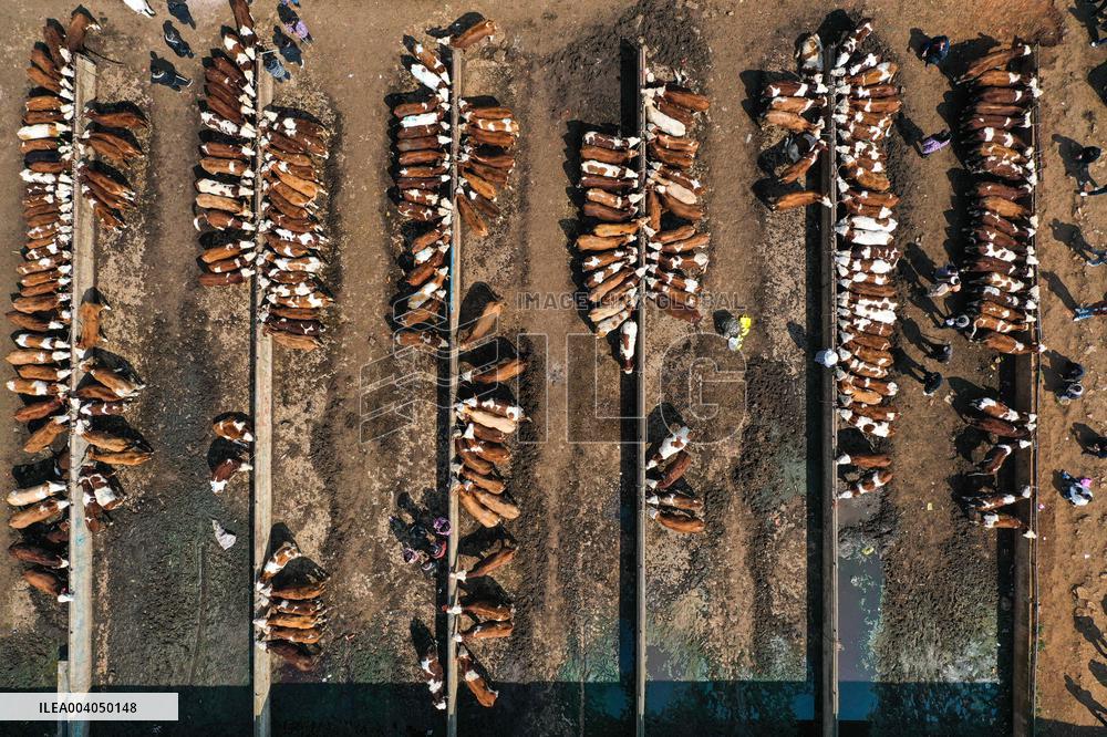 Livestock Market - China