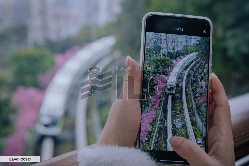 Metro Line 2 Passes A Sea of Pink Flowers in Fotuguan Park in Chongqing