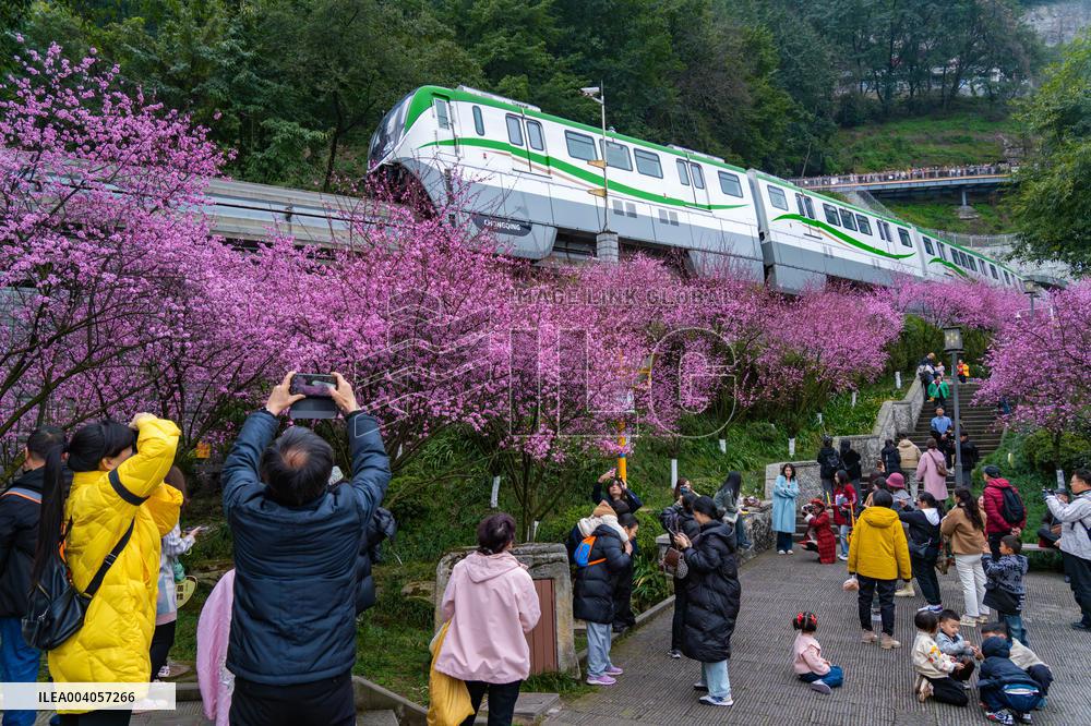 Metro Line 2 Passes A Sea of Pink Flowers in Fotuguan Park in Chongqing