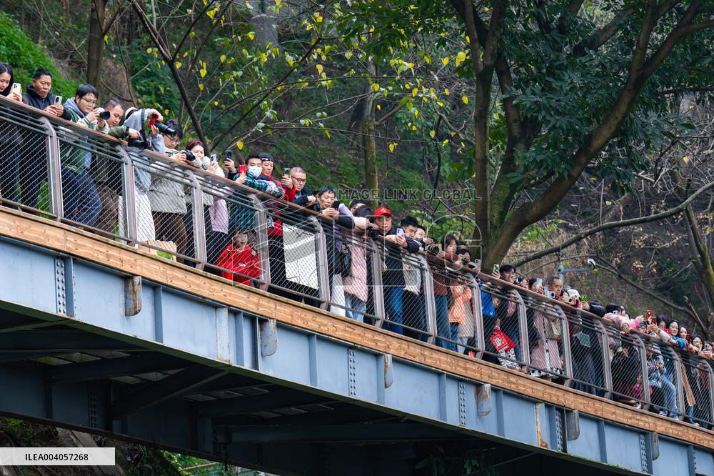 Metro Line 2 Passes A Sea of Pink Flowers in Fotuguan Park in Chongqing
