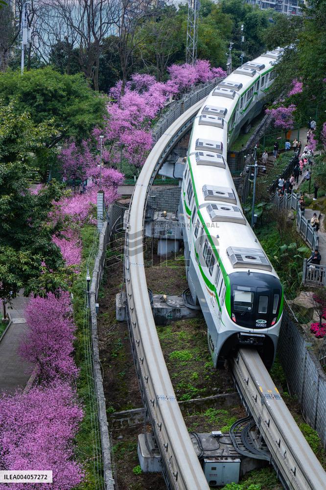 Metro Line 2 Passes A Sea of Pink Flowers in Fotuguan Park in Chongqing