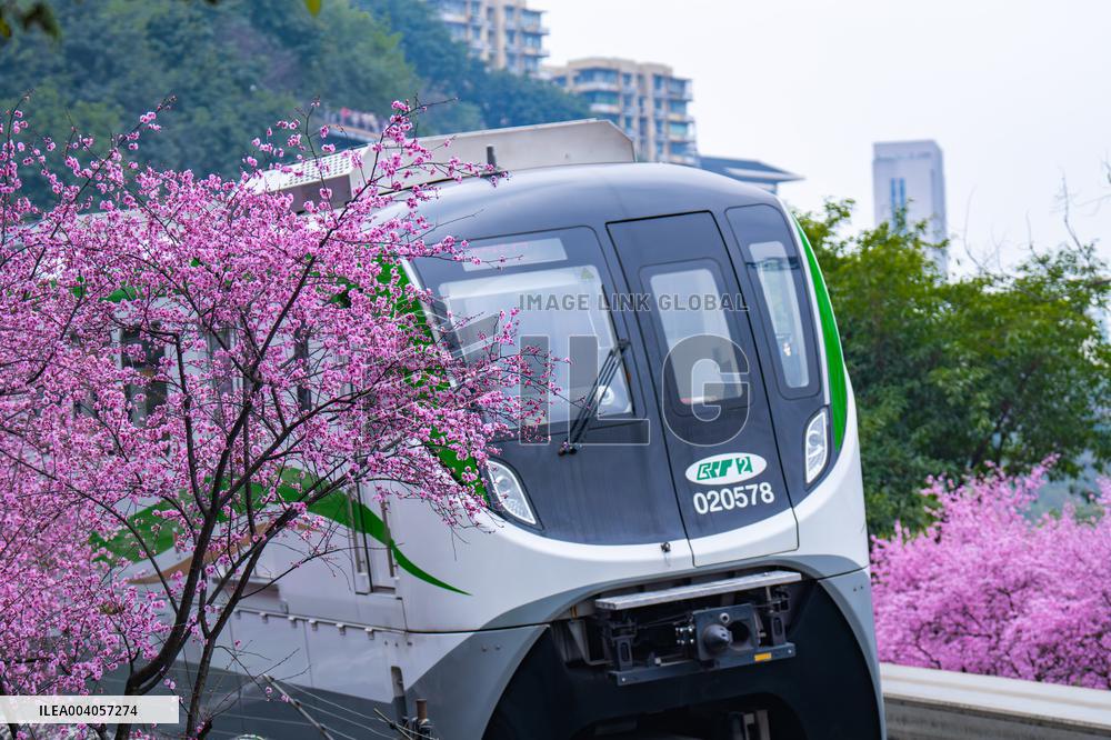Metro Line 2 Passes A Sea of Pink Flowers in Fotuguan Park in Chongqing
