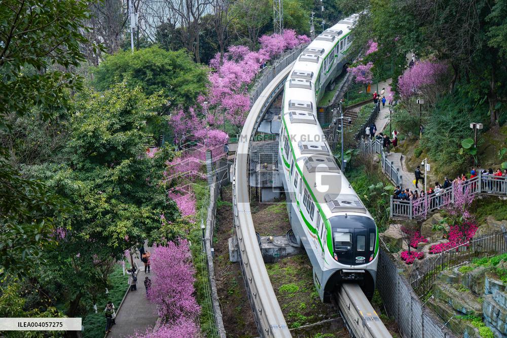 Metro Line 2 Passes A Sea of Pink Flowers in Fotuguan Park in Chongqing