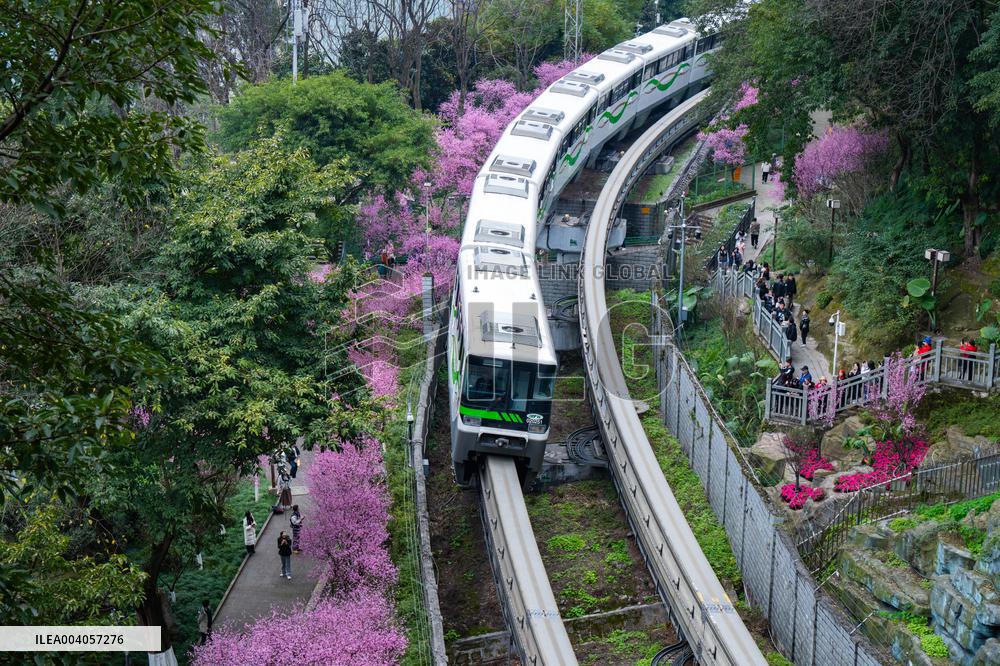 Metro Line 2 Passes A Sea of Pink Flowers in Fotuguan Park in Chongqing