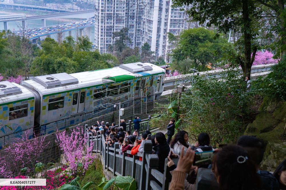 Metro Line 2 Passes A Sea of Pink Flowers in Fotuguan Park in Chongqing