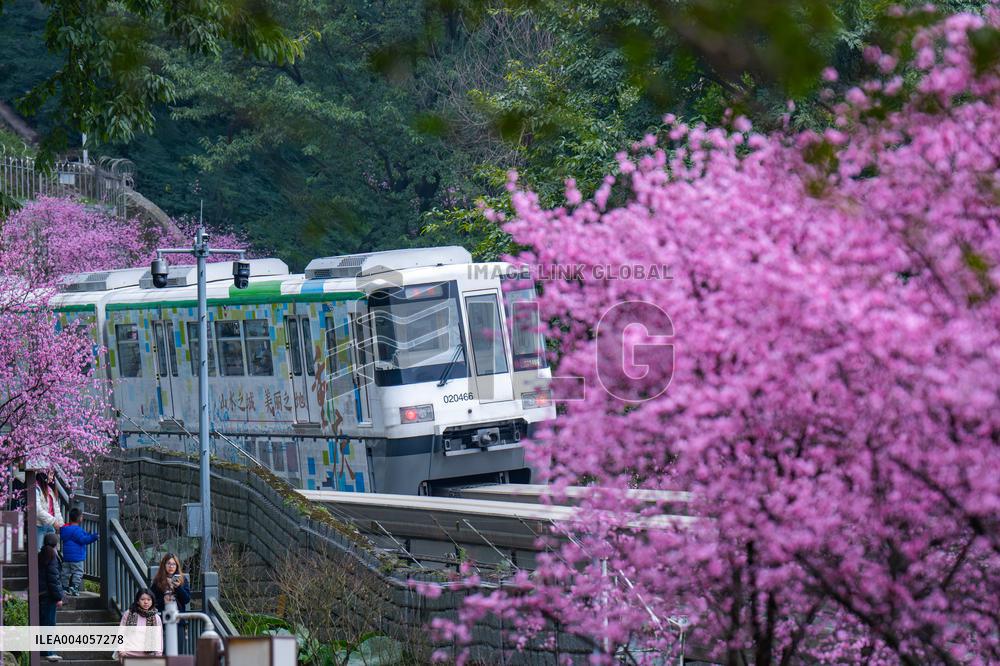Metro Line 2 Passes A Sea of Pink Flowers in Fotuguan Park in Chongqing
