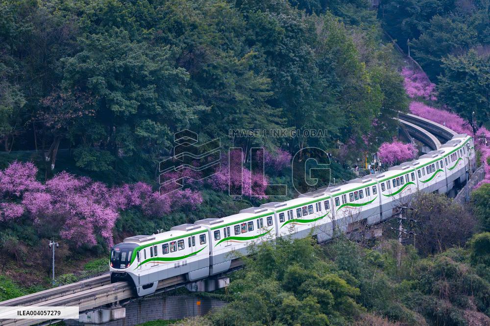 Metro Line 2 Passes A Sea of Pink Flowers in Fotuguan Park in Chongqing