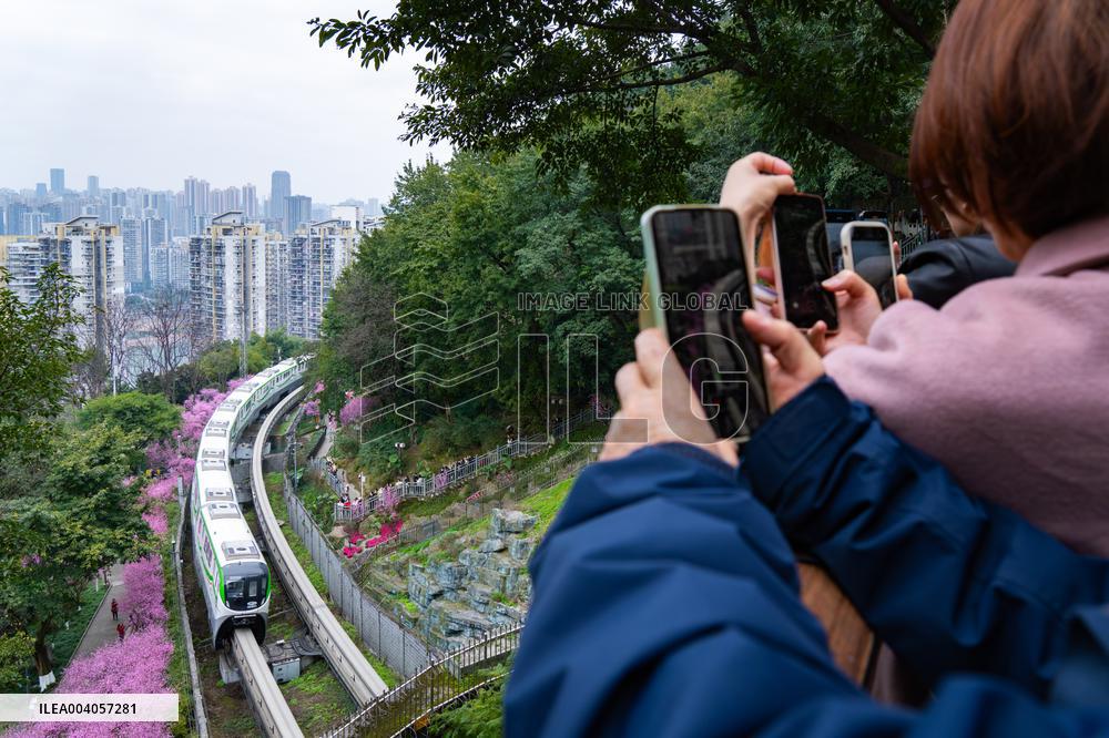 Metro Line 2 Passes A Sea of Pink Flowers in Fotuguan Park in Chongqing