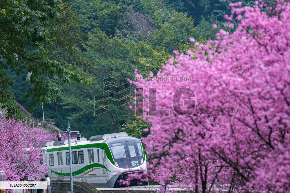 Metro Line 2 Passes A Sea of Pink Flowers in Fotuguan Park in Chongqing