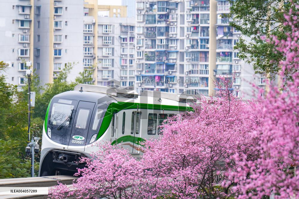 Metro Line 2 Passes A Sea of Pink Flowers in Fotuguan Park in Chongqing