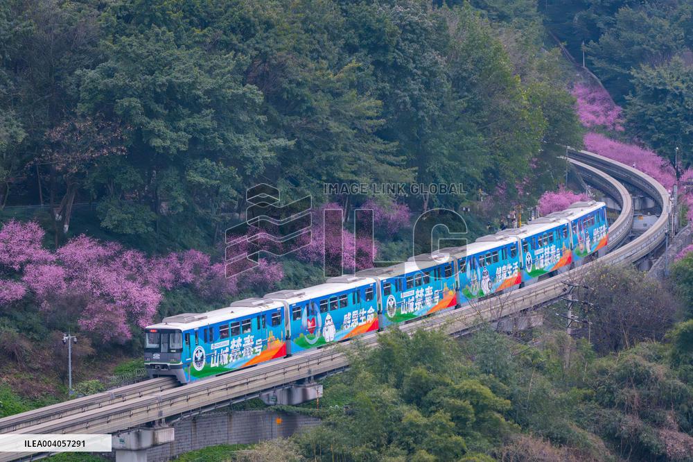 Metro Line 2 Passes A Sea of Pink Flowers in Fotuguan Park in Chongqing