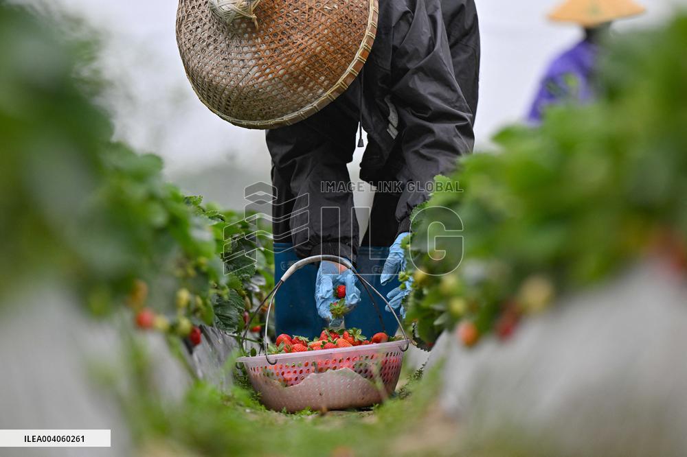 Spring Farming in Baisha - China