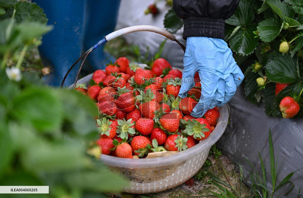 Spring Farming in Baisha - China