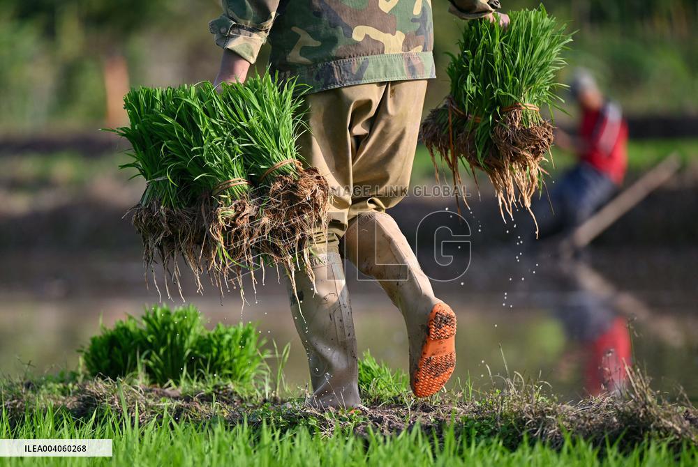 Spring Farming in Baisha - China